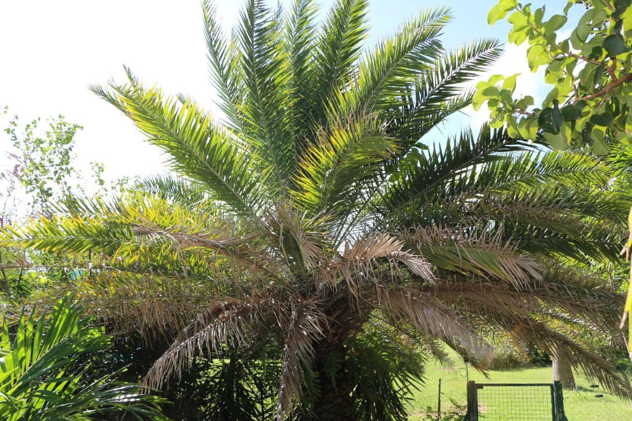 Les Z'Alizes Villa Le Moule Ngoại thất bức ảnh